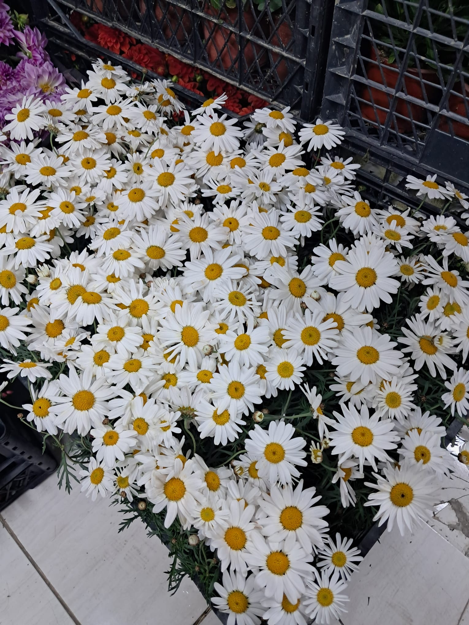 İnci Çiçeği Tarımhane Ziraat